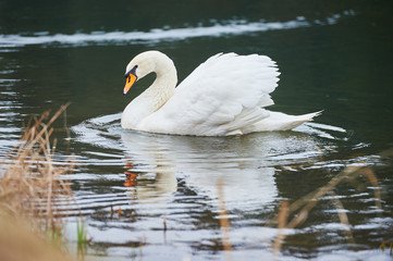 swan in a lake