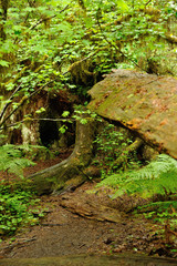 Fototapeta premium Hoh Rain Forest