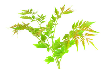 Green leaf isolated background