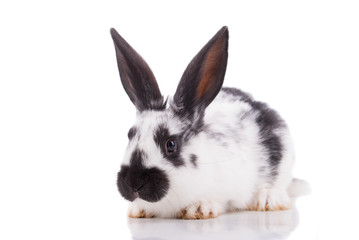 Obraz premium White rabbit on a white background.