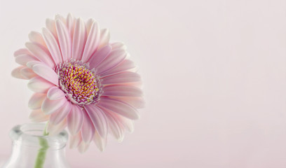 Closeup of pink gerbera