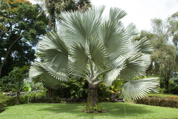 Naklejka premium Exotic Palm Trees - The Bismarck Palm Tree