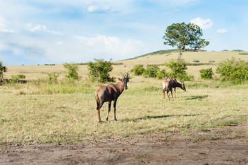 Fototapeta na wymiar topi antelope