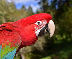 Green Wing Macaw