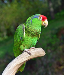 Red Crowned Amazon Parrot