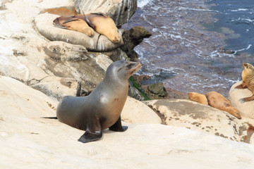 Sea lions at La jolla Cove