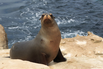 Sea lion at La jolla Cove
