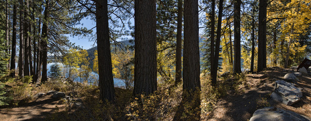 Trees near Donner Lake, Donner California