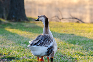 A domestic goose hunts for food early in the morning.