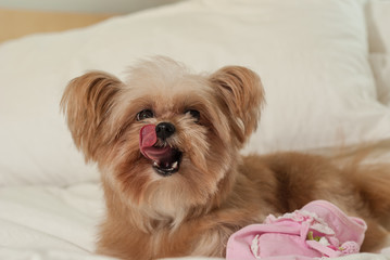 Mixed Dog Licking Nose