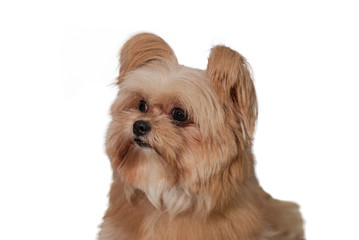 Fluffy Cute Dog Looking Up