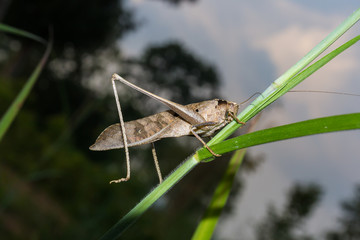 grasshopper on grass