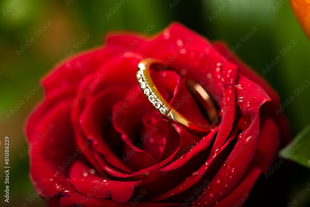 Canvas Prints gold engagement ring in beautiful rose flower