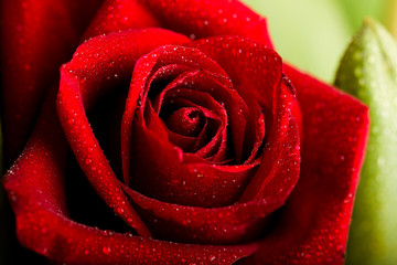 Romantic close up of Rain falling on Red Rose