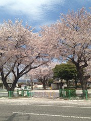 last days of sakura blossom
