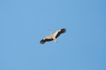 White stork, Ciconia ciconia in flight