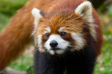 Crédence de cuisine en verre imprimé Panda red panda