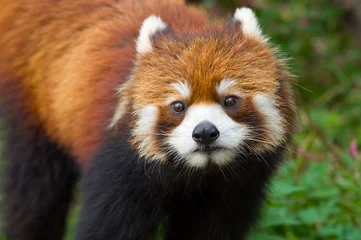 Tableaux ronds sur aluminium Panda Panda rouge