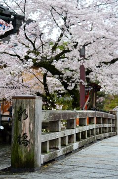 京都祇園　新橋の桜