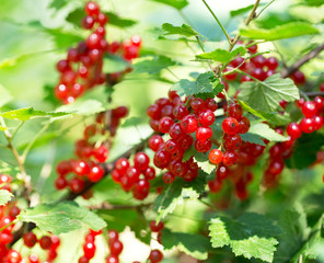 ripe red currant in a garden