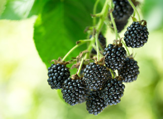 ripe blackberries in a garden