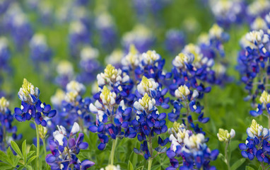 Obraz premium Texas bluebonnet (Lupinus texensis) flowers on spring meadow