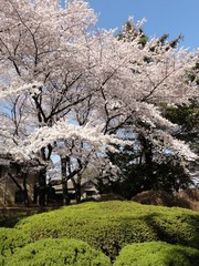 庭園の桜