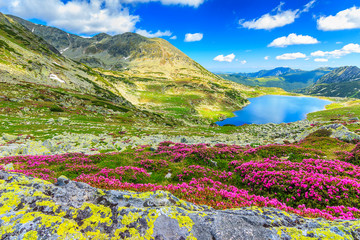 Magical rhododendron flowers and Bucura lakes,Retezat,Romania