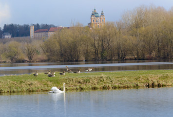 Graugänsekolonie am Donausee