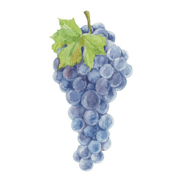Grapes isolated on a white background.Vector, watercolor hand dr
