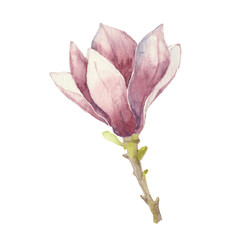 Naklejka premium Magnolia isolated on a white background.Vector, watercolor hand