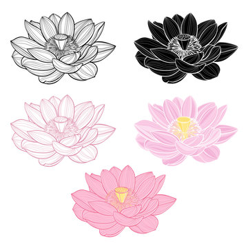 Set of lotus isolated on white background. Hand drawn vector ill