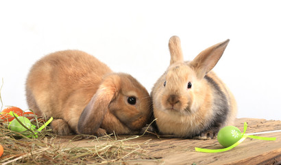 pair of rabbits