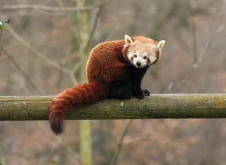 Tableaux ronds sur aluminium Panda petit panda roux