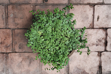 Oregano plant for background