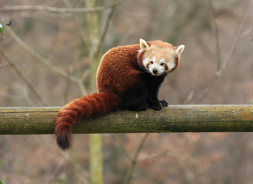 Fototapeta petit panda roux