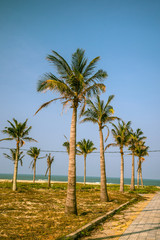 Obraz na płótnie Canvas Palms against blue sky
