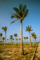Fototapeta premium Palms against blue sky