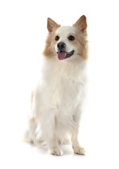 Icelandic Sheepdog