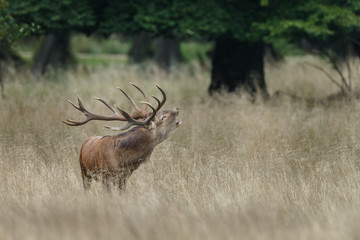 Red deer in mating season