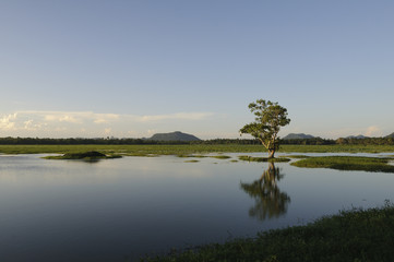 Fototapeta na wymiar Einzelner Baum in einem See