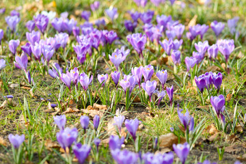 Carpet of purple Crocus flowers in park