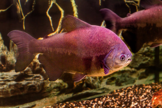 Beautiful Aquarium Fish Black Pacu