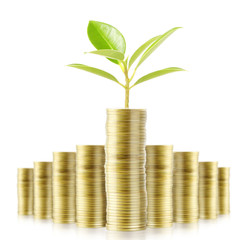 Tree growing from money