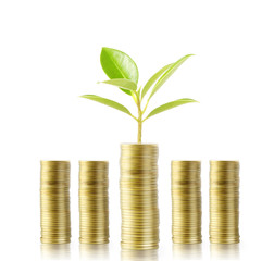Tree growing from money