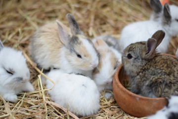 baby rabbits on hay background