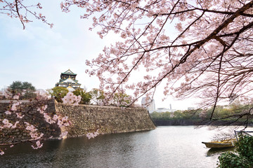 Japan Osaka Castle park with cherry blossom