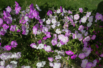 Fototapeta premium flower plant