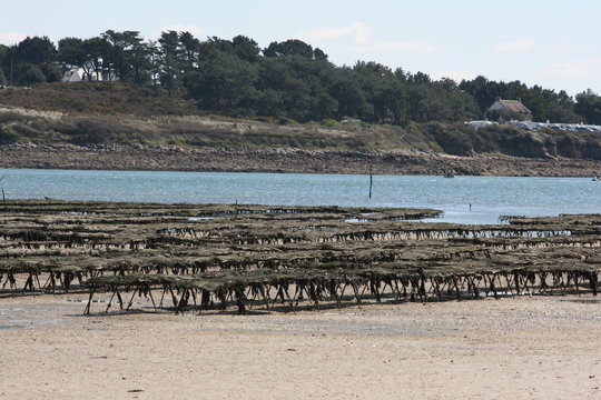 Parc &agrave; hu&icirc;tre &agrave; la Trinit&eacute;-sur-Mer (Morbihan)