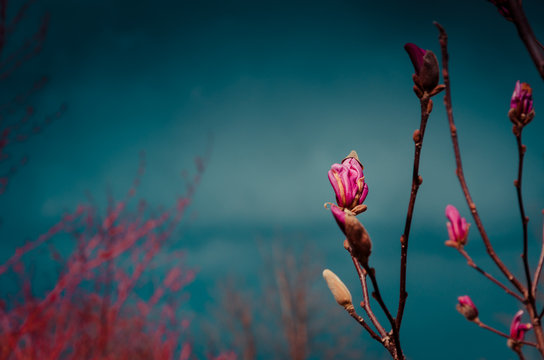 Magnolie